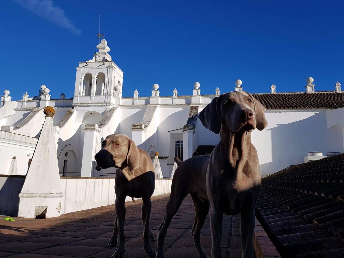 Convento Do Espinheiro, Historic Hotel & Spa Evora Exterior photo Two Weimaraners